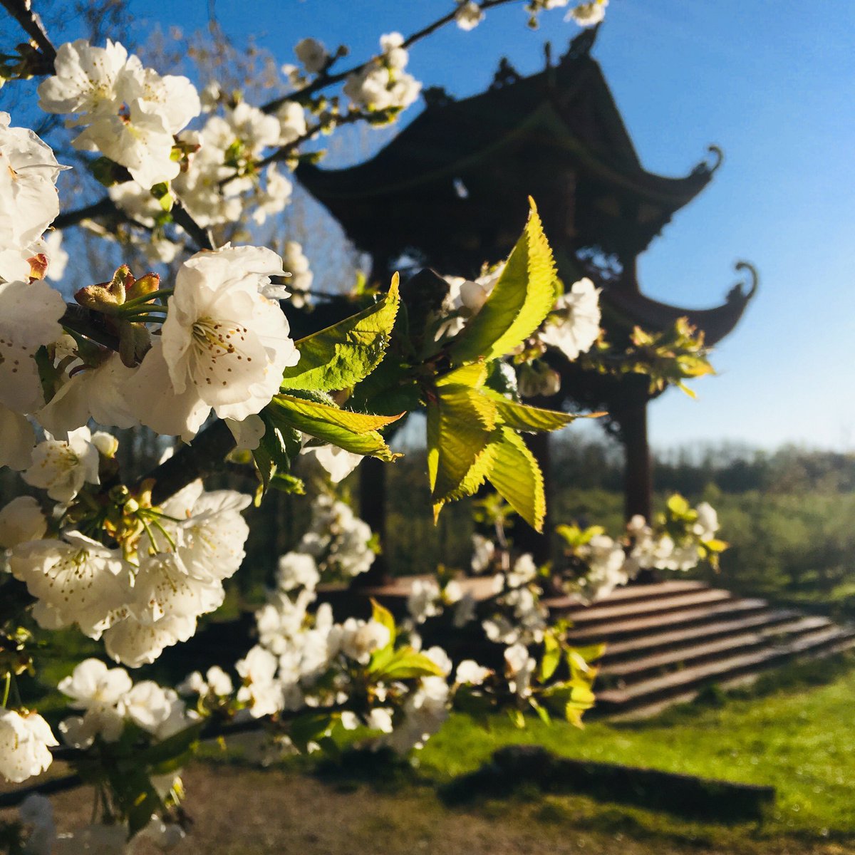 thichnhathanh's tweet image. The bell is calling.
Our feet kiss the Earth.
Our eyes embrace the Sky.
We walk in mindfulness.
10,000 lives can be seen in a single instant.
This is still Springtime,
when everything is manifesting itself so rapidly.
The snow is green.
And the sunshine is falling like the rain.