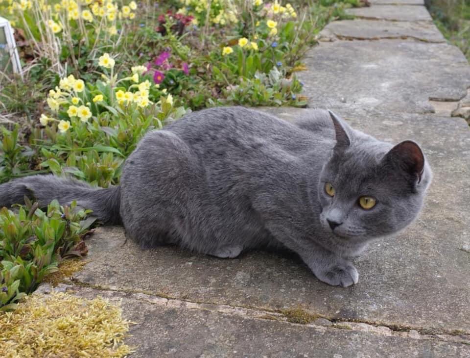 DFRGEORGE's tweet photo. Please help me find my beloved Peggy, she is only 7 months old. Missing since Friday 3rd April. Holmfirth, West Yorkshire. Reward. #lostcat https://t.co/QY1mY72li8