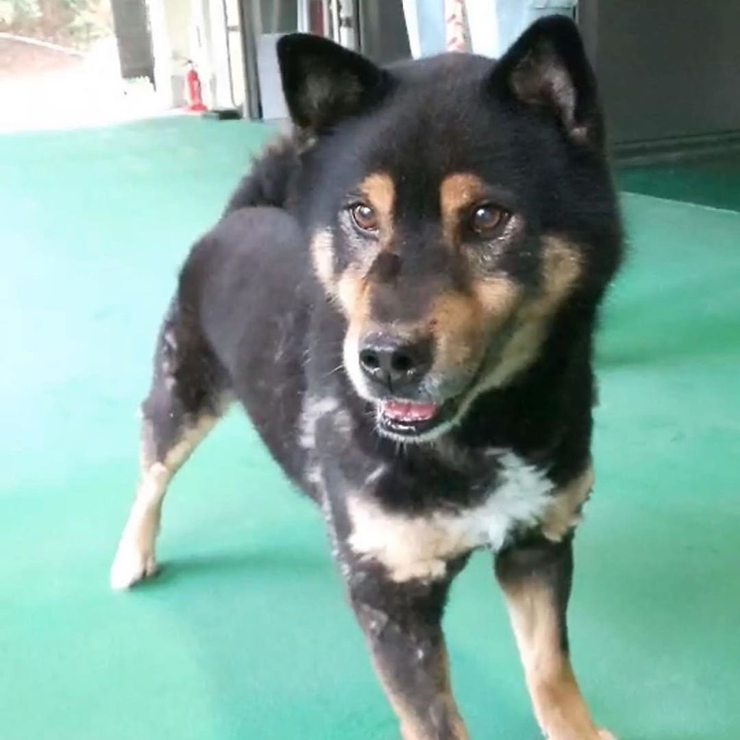 ট ইট র タコちゃん 野犬から家庭犬へ 保護犬を家族に いぬすたぐらむ ペットショップに行く前に 犬好きな人と繋がりたい 元野犬 雑種犬 里親募集中 里親募集 預かりボランティア 子犬 子犬里親募集 犬のいる暮らし 犬好きな人と繋がりたい