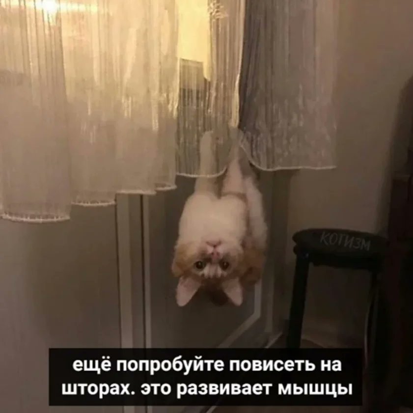 A CAT AS A BAT