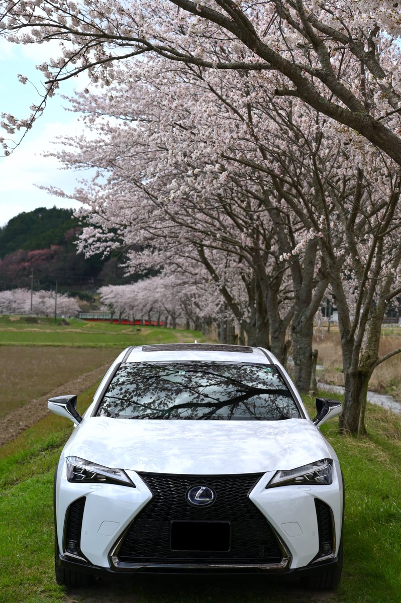 amuamu519's tweet photo. 三田の桜とUX
#あむphoto
#桜
#lexus #UX250 https://t.co/zNbnIlVq5K