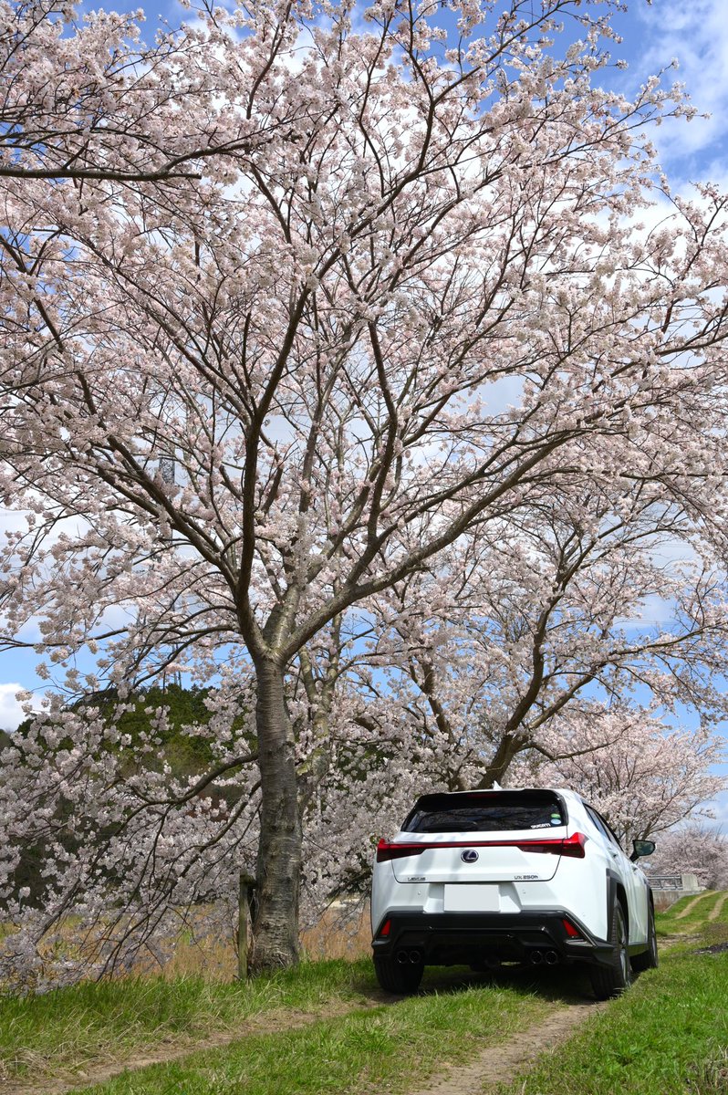 amuamu519's tweet photo. 三田の桜とUX
#あむphoto
#桜
#lexus #UX250 https://t.co/zNbnIlVq5K