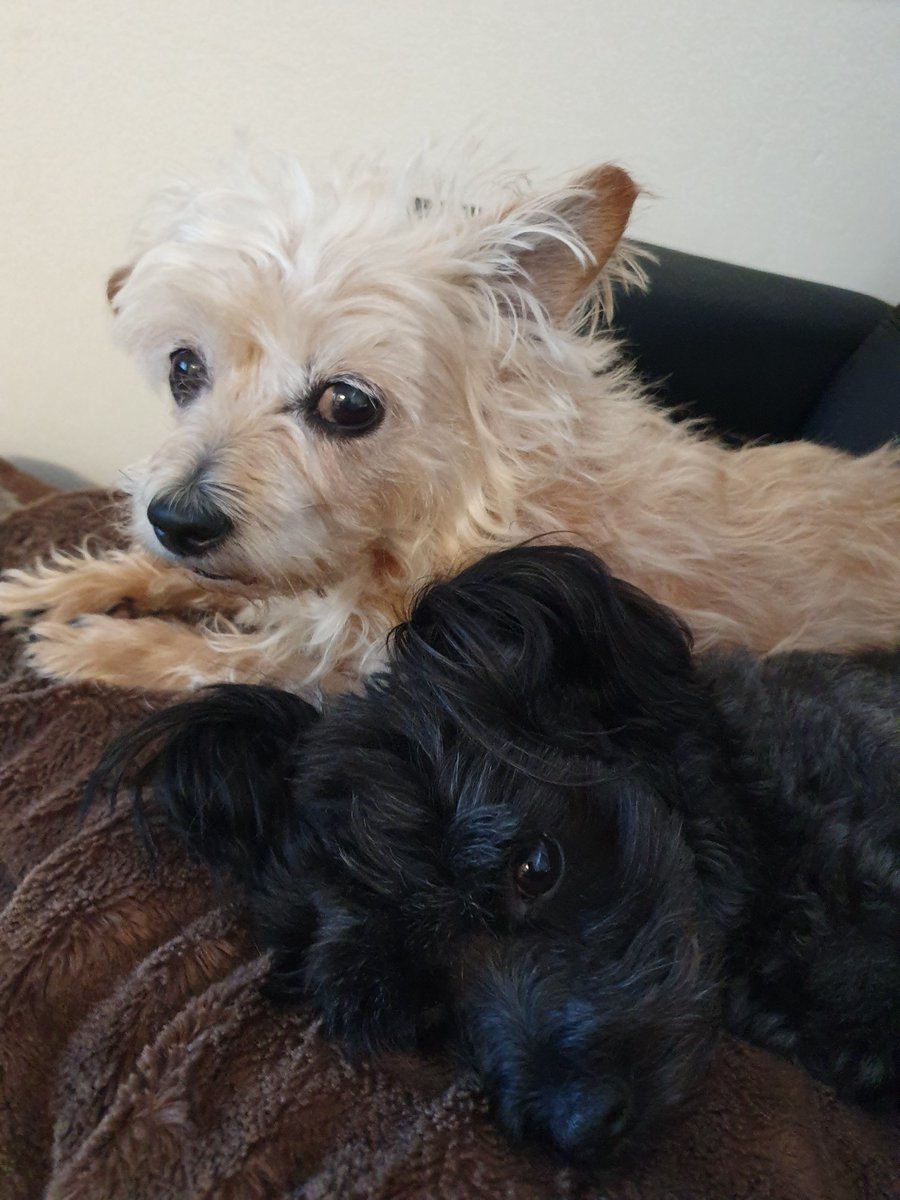 littlefabshop's tweet photo. #SundayThoughts 
Our two little friends Gypsy &amp; Queenie make us smile and laugh so much every day. 
Please share pics of your pets. 
Would love to see them. 
#Happythread 🐶😺 https://t.co/5ogPg118z7