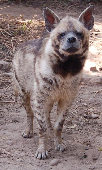 In fact, only three wild species - and no plants - have specific, simplex Songhay names, all of them threats: kʷạṛa "hyena", zənɣu "jackal", gunzi "viper". 7