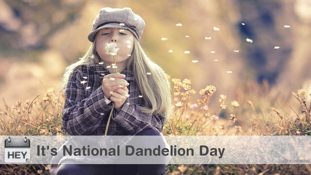 It's National Dandelion Day! 
#NationalDandelionDay #DandelionDay