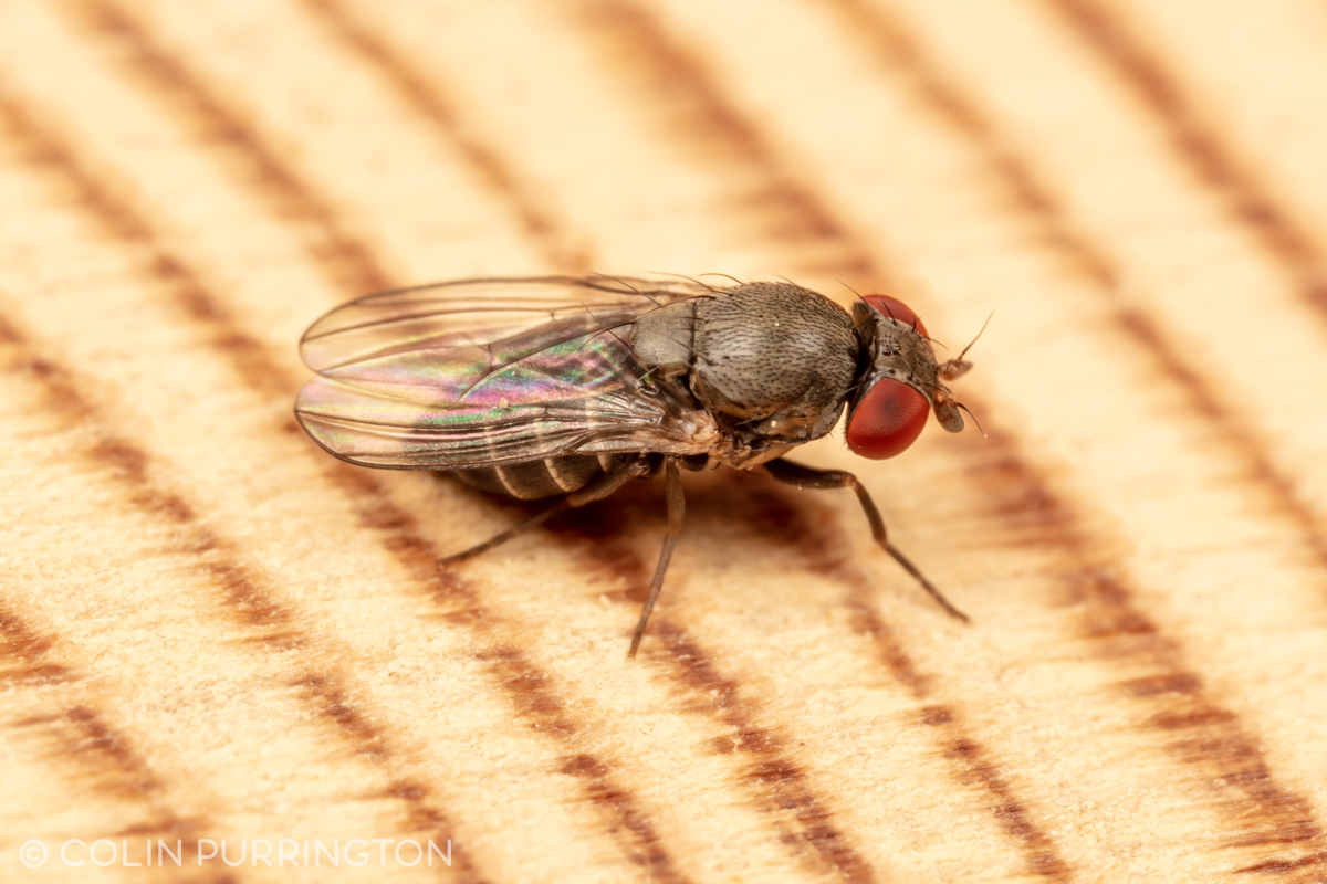 Thread and PSA about Houdini flies (Cacoxenus indagator) for folks with bee hotels. When I first saw one at my bee hotel in 2019 I thought it was just a fruit fly from nearby compost pile. I was right about it being a drosophilid but very wrong about the "just". 1/11