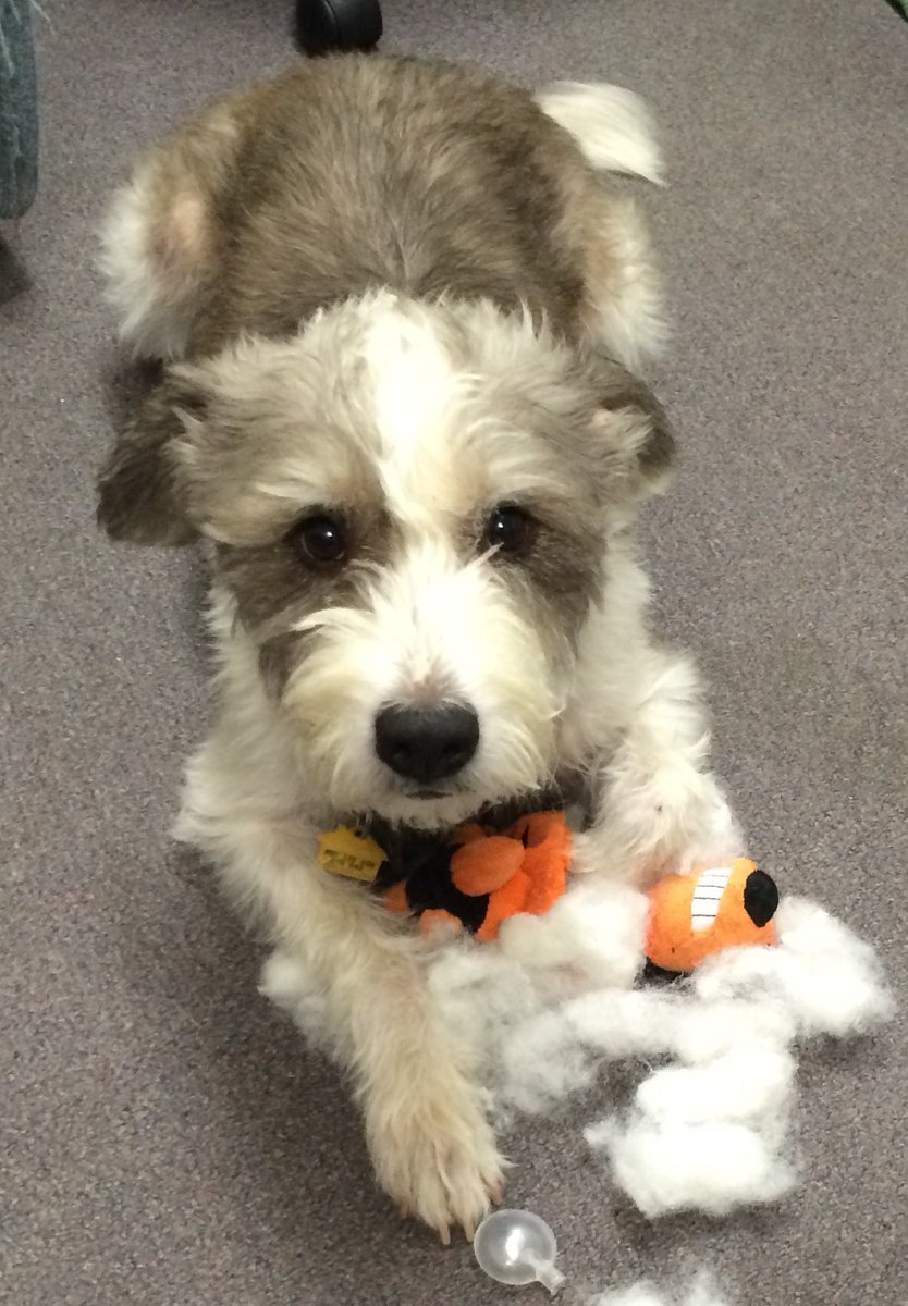JeffDuPrez's tweet photo. @girlfr0g Here’s Eddie Van Halen, But he goes by Scoob for short 😁 https://t.co/WKBLYRhuPd