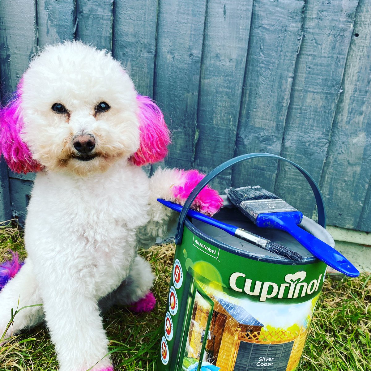 Getting jobs done in lockdown 😂<a href="/CuprinolUK/">Cuprinol | Colour & Inspiration</a>