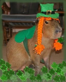 this one is celebrating st patrick’s day