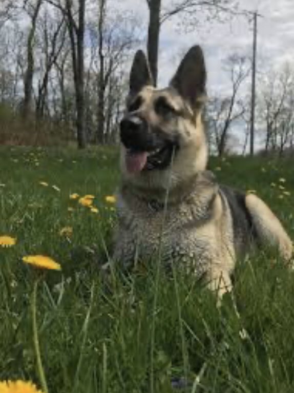 GSDCofAmerica's tweet photo. Good Sunday morning Friends! It is Palm Sunday. May each of you find internal peace today. We all have something to be thankful for ๐ go for a walk today and listen to nature it will soothe the soul! #gsdca #GSD #dogs #pets #germanshepherd https://t.co/P0L4nZy8A0