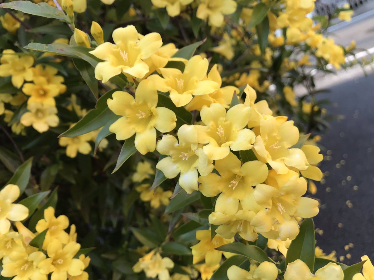 Maruko 昨日散歩中に見つけた甘い香りの綺麗な黄色い花 帰って調べたらカロライナジャスミンという花のようです でもジャスミンとは全く異なり強い毒性を持つので絶対に蜜を吸ったり食用しないよう注意とありました そういえば子供の頃サルビアの