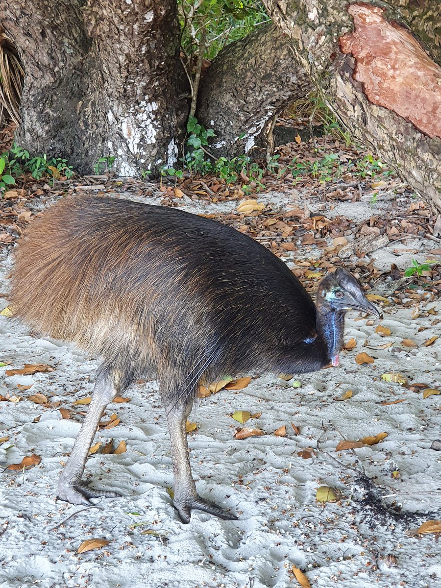 gajted's tweet photo. #cassowary #fnq #ettybay https://t.co/ywKAEs9xhk