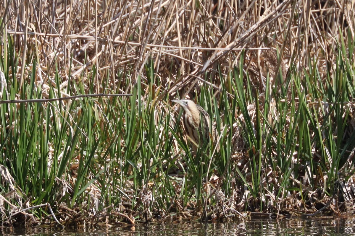 sniederb's tweet photo. In terms of birding, a wonderful morning at Flachsee today. Lots of courtship going on (while some greylags already have goslings), #bittern still there, #penduline and #spottedcrake passing through, lapwings peewitting about. https://t.co/9JSN2DppO8