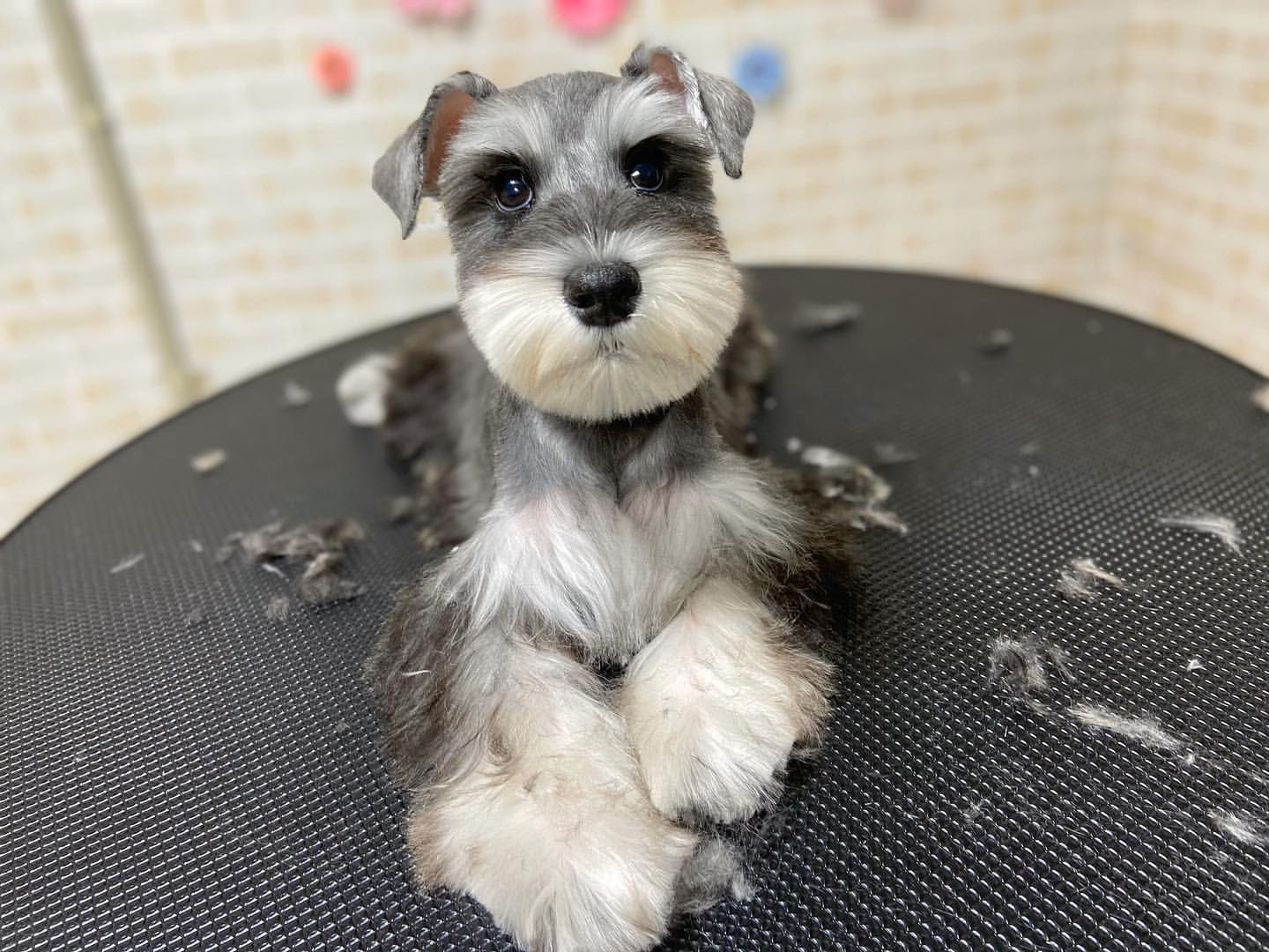 ペットショップだんぼ ご家族さま募集中の いけめんシュナくんっっ トリミングｄａｙ 人懐っこくて性格も とーーーっても かわいいですよ ペットショップだんぼ 札幌 トリミング グルーミング トリマー ペットショップ シュナウザー