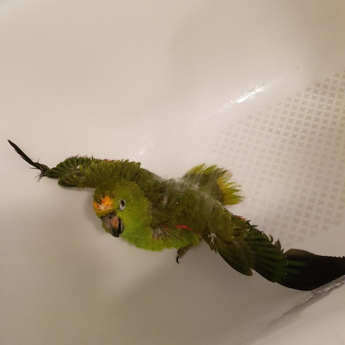 IndoorZoo's tweet photo. Help me achieve my goal of 1K subscribers!! Check this video of my Amazon Parrot and please subscribe to my channel on Youtube!!
https://t.co/525IDmGI7o
#funny #Amazon #amazonparrot #parrots #cough #beautiful #CutenessOverload #cute #green #bathtime #YouTube #subscribe_us https://t.co/FJPVHm4jmA