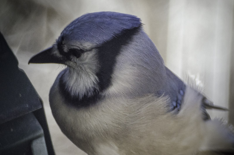 RiverRiverLit's tweet photo. Memoir and a contemplative bluejay from david e. bell today. https://t.co/9CgLC6Sh5U https://t.co/XJq622RLMt