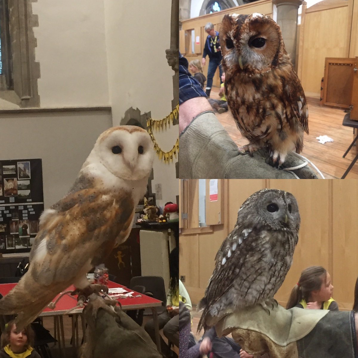 Throwback to 2017 when the owls came to visit 🦉