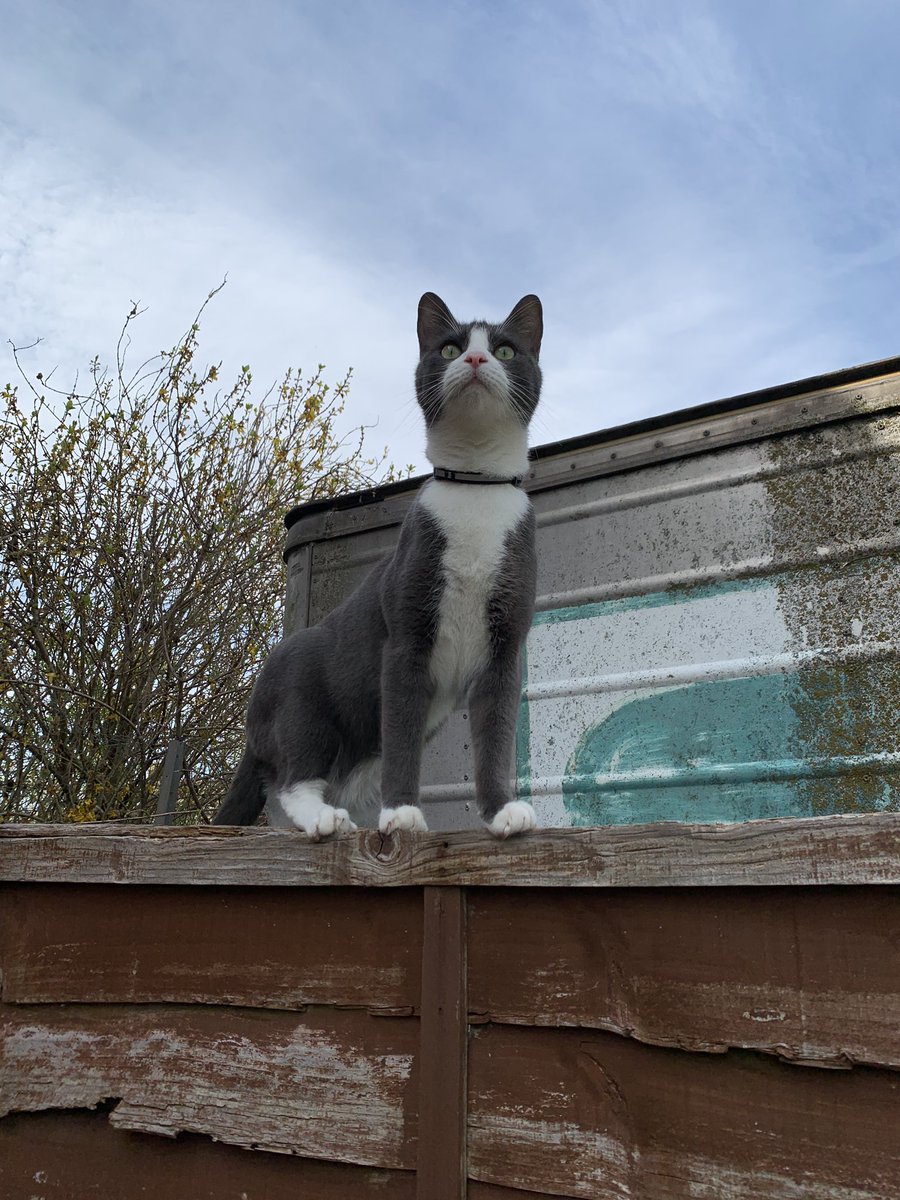 rachelandrew's tweet photo. Pixel is keeping an eye on the neighbours #pxcat https://t.co/L86JJ4Tp4F