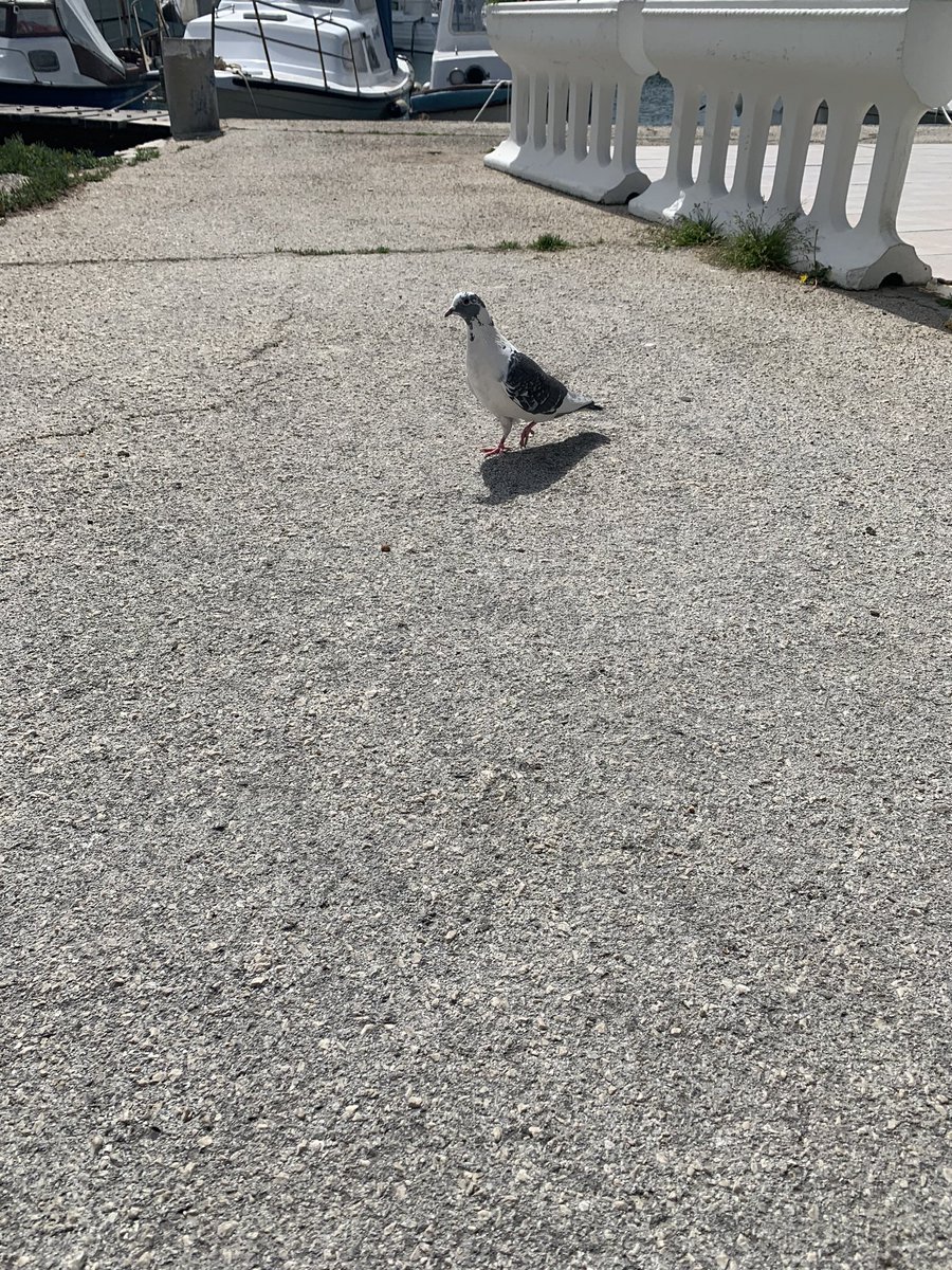 Day 26: Slept half the day. Went for a long walk by the seaside. Met a nice cat.Met a nice pidgeon.