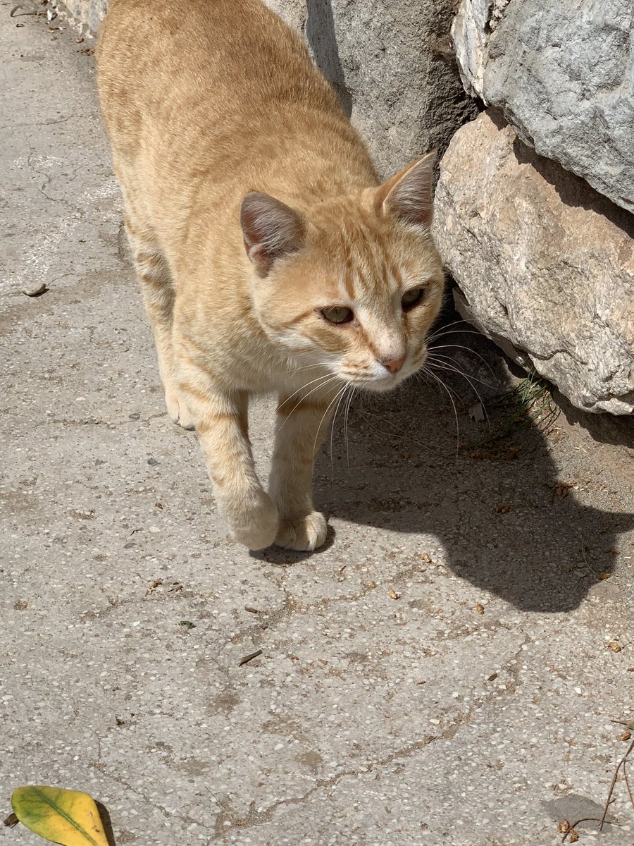 Day 26: Slept half the day. Went for a long walk by the seaside. Met a nice cat.Met a nice pidgeon.