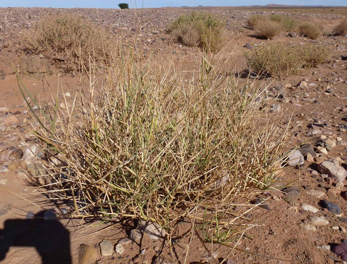 The most important wild plant eaten in times of famine was the grass Stipagrostis pungens (tasiyya), whose grain is called alləl; the most valued was and is the desert truffle (tạṛfəs). All Berber names (< tasuyye, allul, tarfest) 6