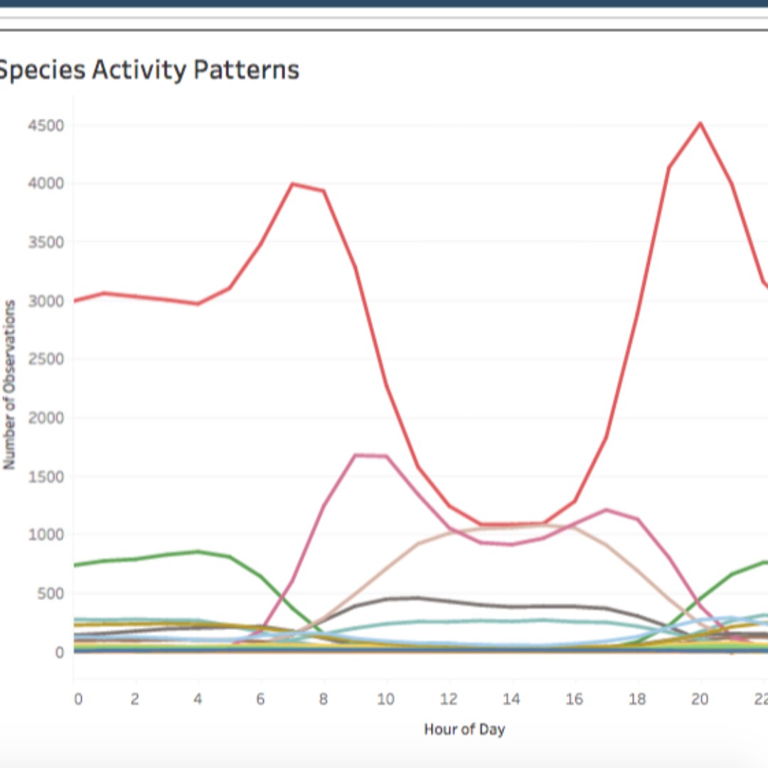 CandidCritters's tweet photo. #SmallDiscoverySunday Check out our new Tableau viz for all of @CandidCritters data! @NCWildlife 
https://t.co/TiRmBBhwLs https://t.co/iiYZc4G62N