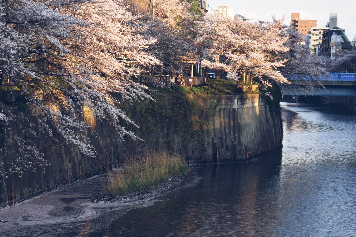 zazavamy's tweet photo. PETALS
花弁の行方

#photograph 
#写真 
#photographer https://t.co/F3AG3nZi3x