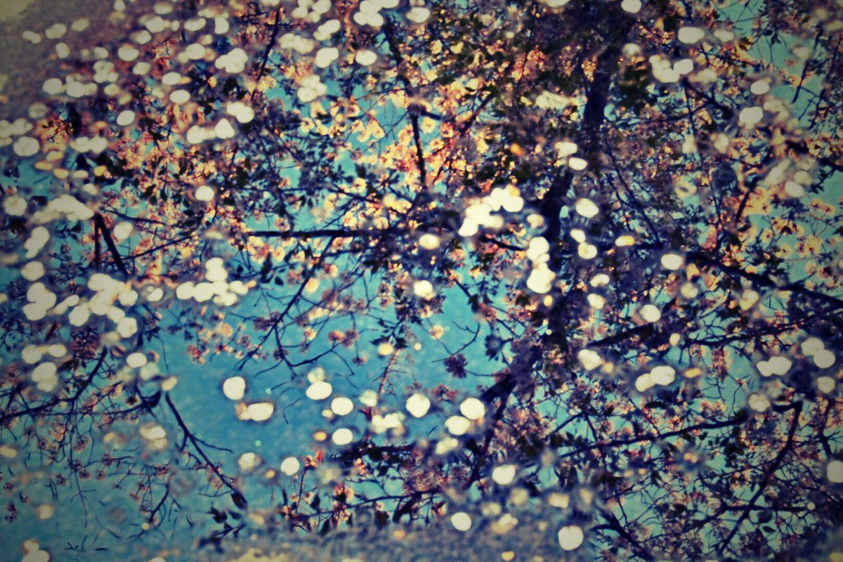 zazavamy's tweet photo. PETALS
花弁の行方

#photograph 
#写真 
#photographer https://t.co/F3AG3nZi3x