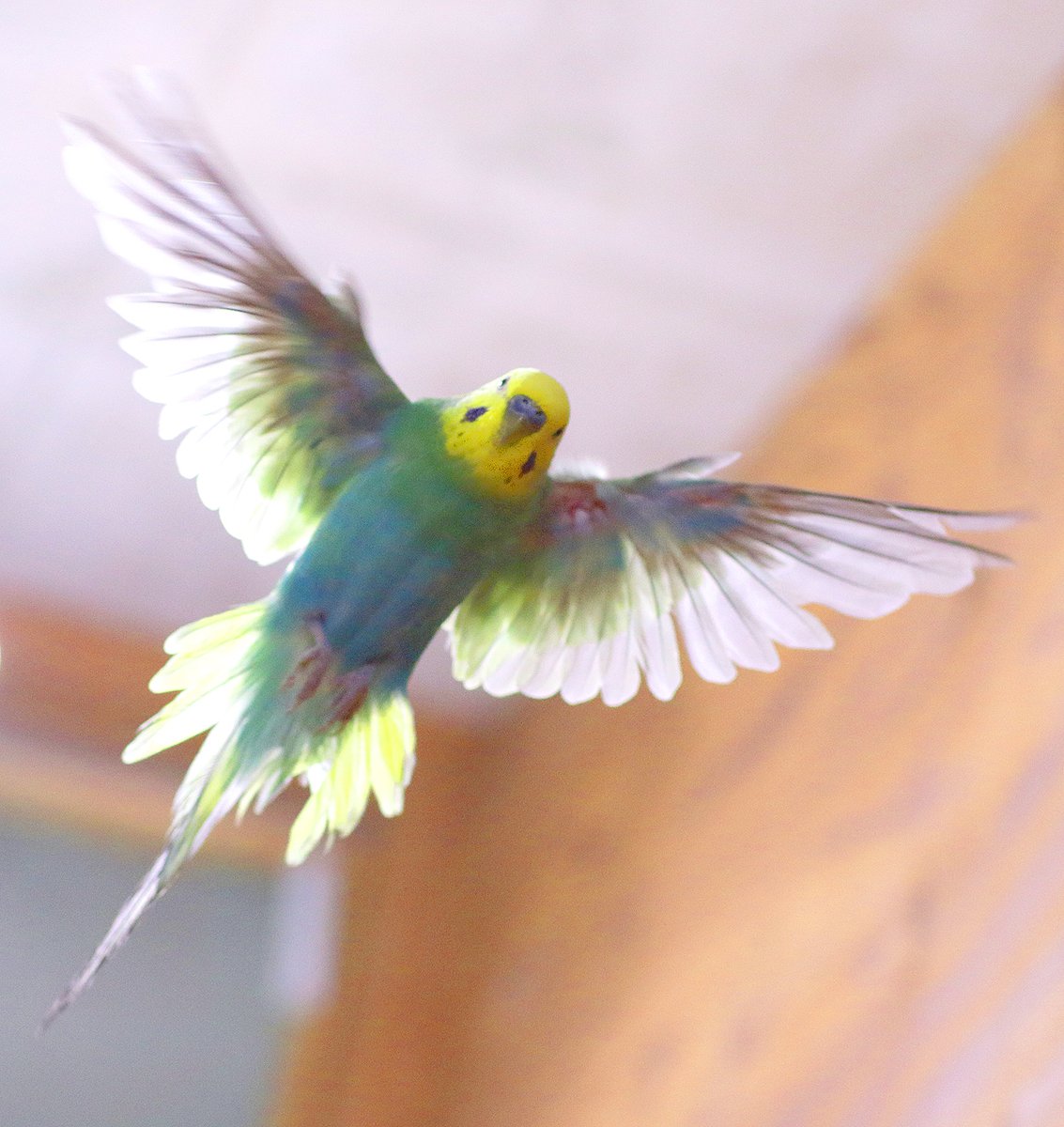 とりみカフェ 次世代鳥好き育成中 Twitterissa 飛ぶのって楽しそう お家で楽しむ とりみカフェ セキセイインコ