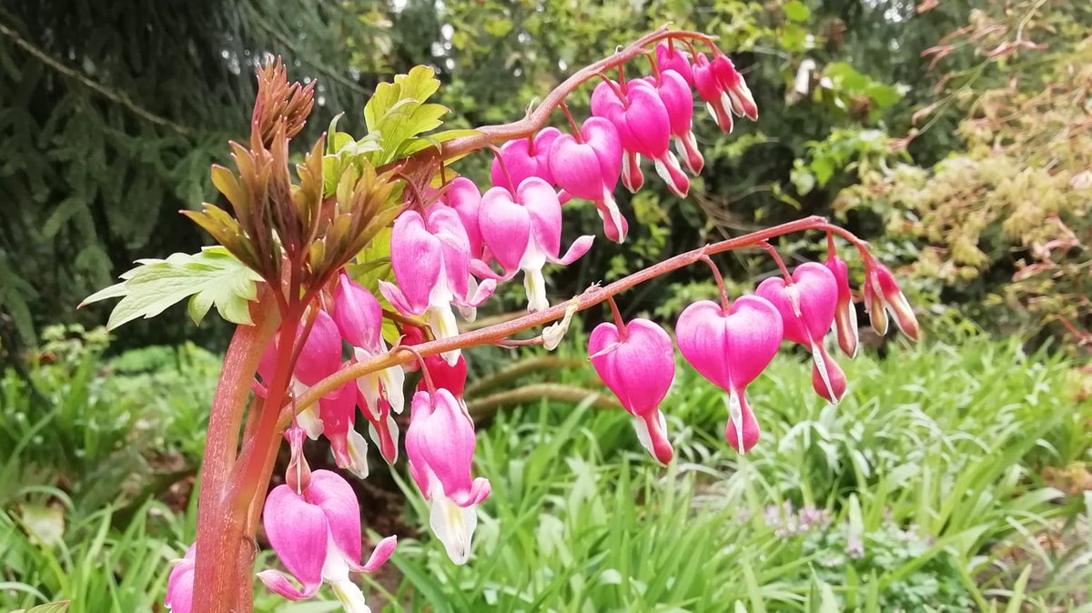 RotterdamZoo's tweet photo. 🌸🌺 Diergaarde Blijdorp staat prachtig in bloei. Onze botanen Rick en Louwerens-Jan maakten een rondje en legden de mooiste bloeiers vast. Geniet ervan! https://t.co/pWJtxtUWT0