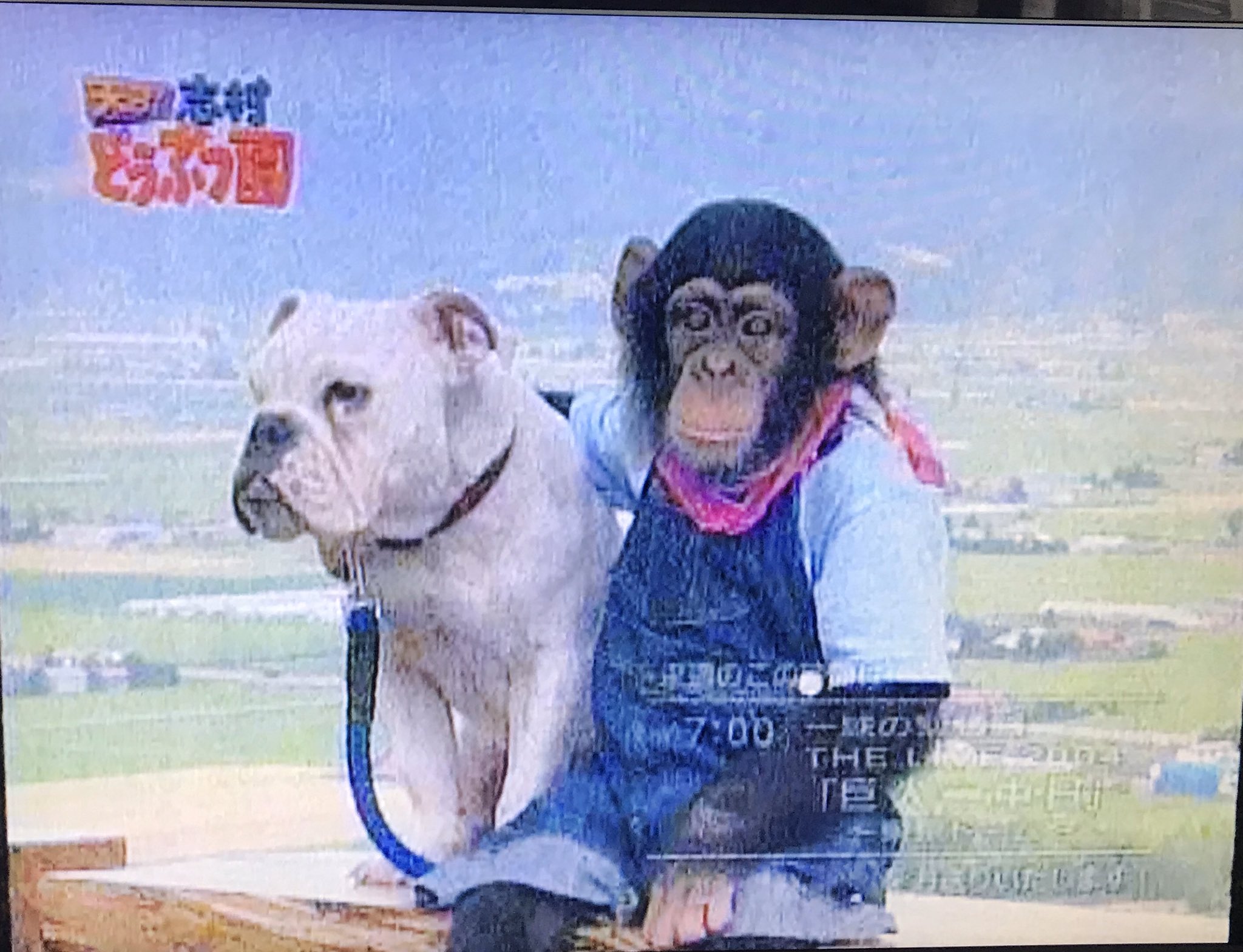 早紀 в X: „おまけの小さい頃のパン君とジェームズとモモちゃん