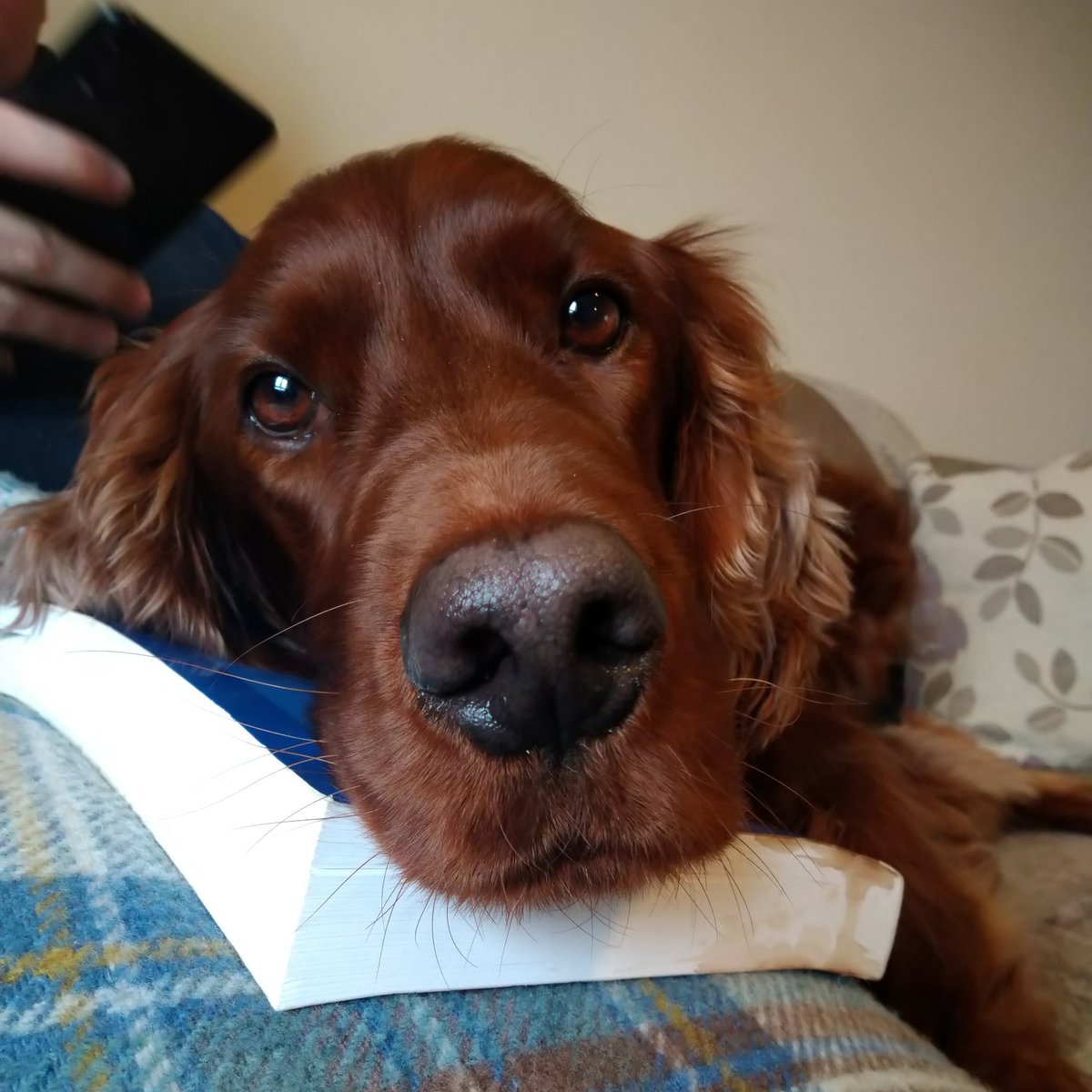 Good morning 🐶😊 Sunday morning chilling with dad before back out "helping" in the garden😁
#redsetter #SundayMorning