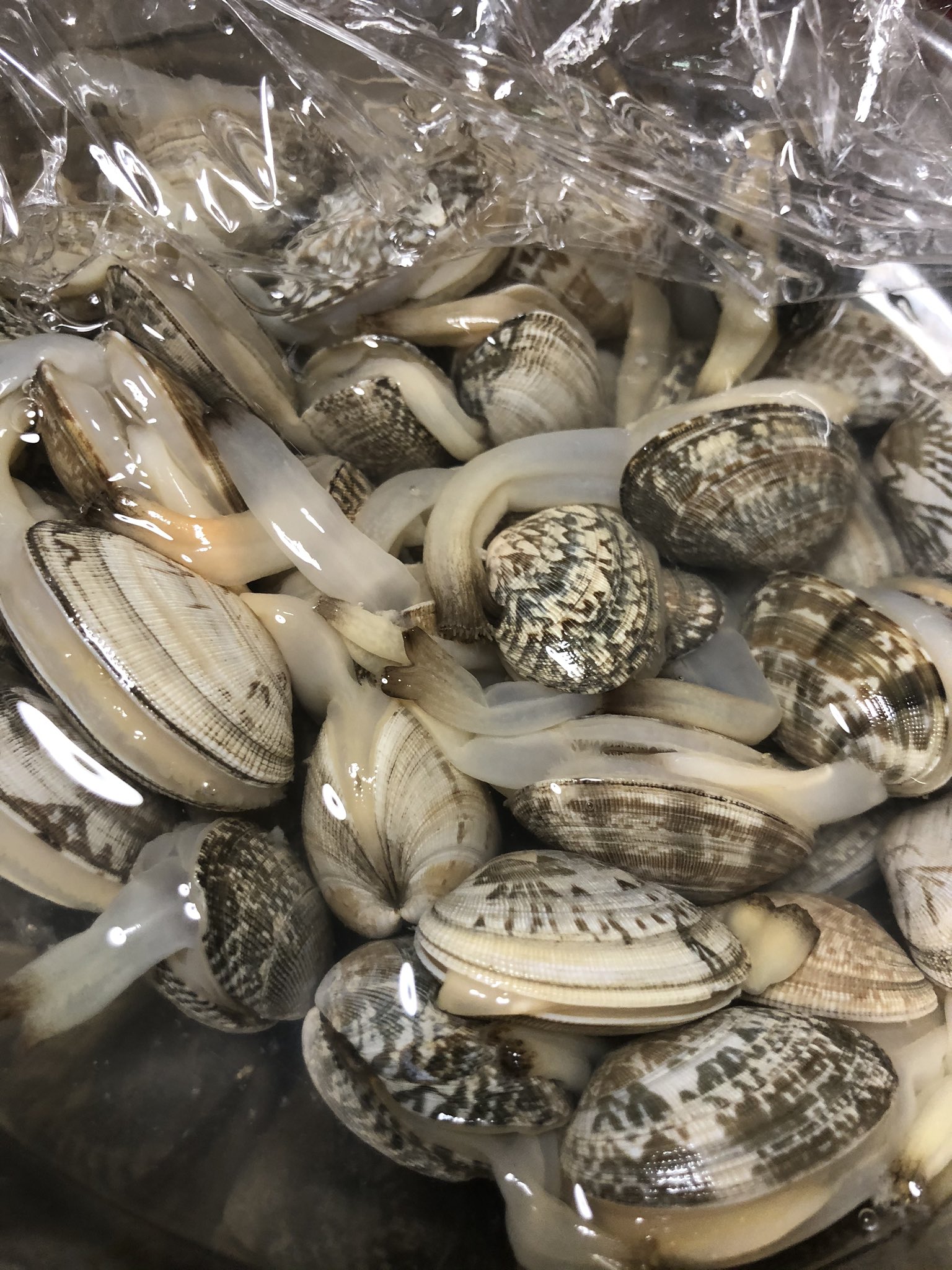 C子 E あさり砂抜きしてるんだけどこんな伸びる T Co Lhf0mgzeow Twitter