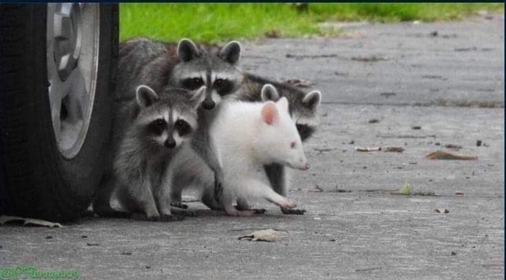 AndreaRussett's tweet photo. fuck it, albino raccoon https://t.co/tEvgXpelnM