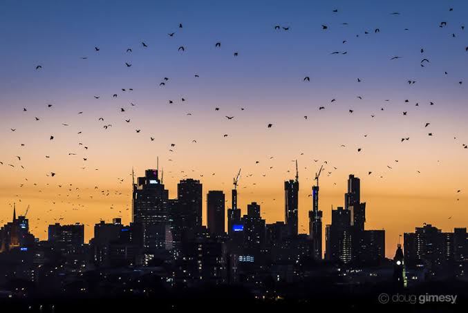 Melbourne has had a huge flying fox colony (6,000-20,000 bats depending on season) within city limits since the 80s when they moved south following habitat loss!  https://wildlife.vic.gov.au/our-wildlife/flying-foxes/victorias-flying-fox-colonies
