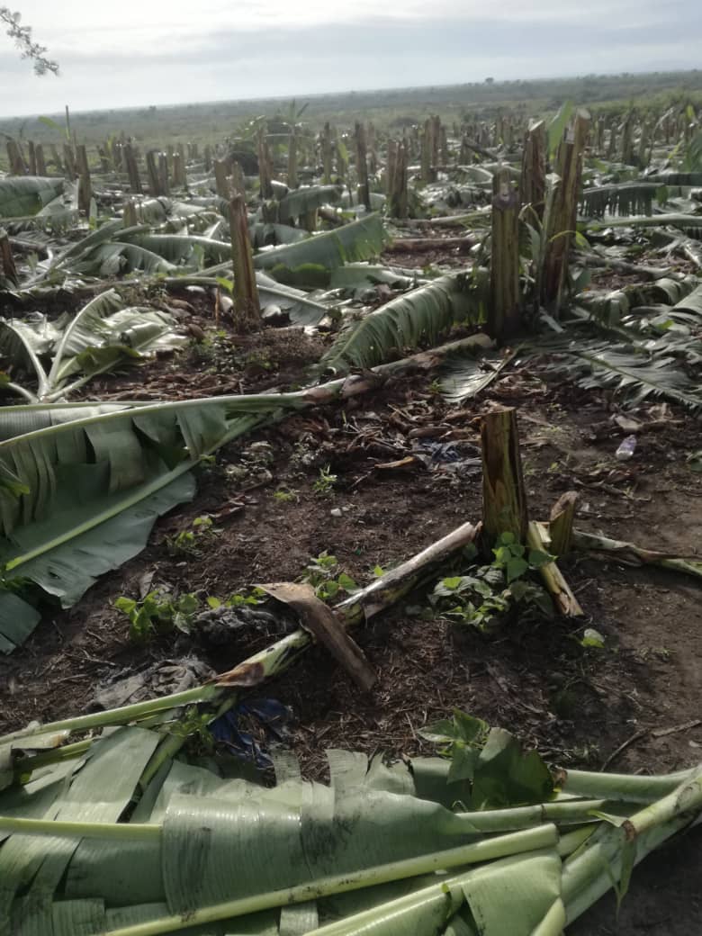 musomesaug's tweet photo. This is un Christian and an idiotic behavior as the President H.E @KagutaMuseveni has always stated. Why would #AbidAlam cut down people's food. Causing harm to human.
Afande @edthnaka @AntiGraft_SH can't we deal with these croocks? https://t.co/c6HFG78Gy6