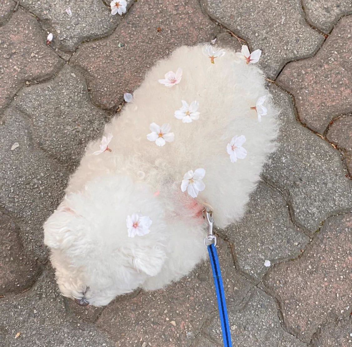 お花見自粛中でもこのワンちゃんを見れば癒される件