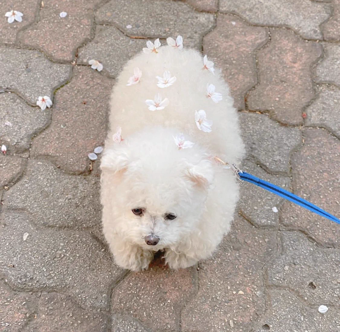 お花見自粛中でもこのワンちゃんを見れば癒される件