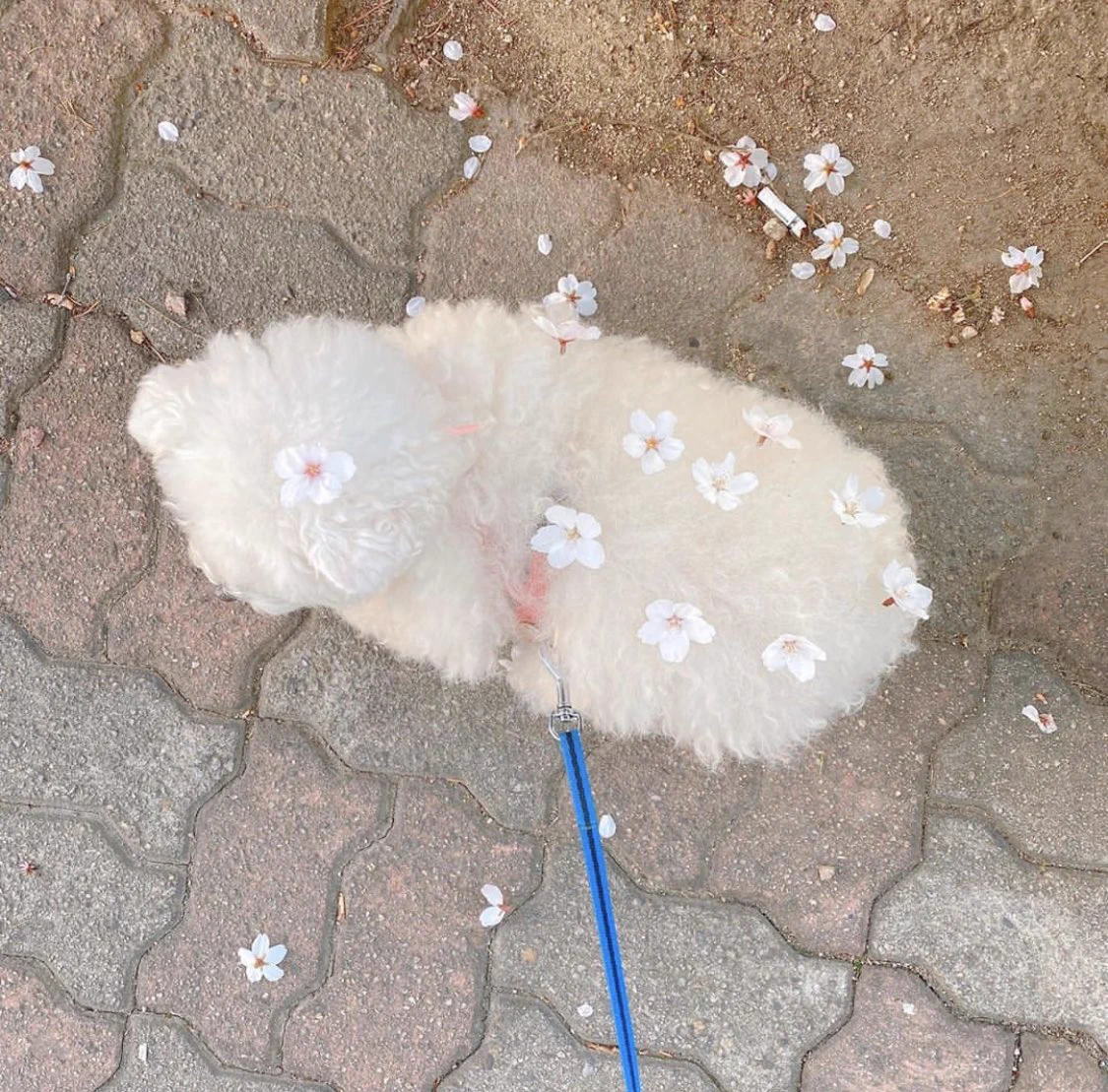 お花見自粛中でもこのワンちゃんを見れば癒される件