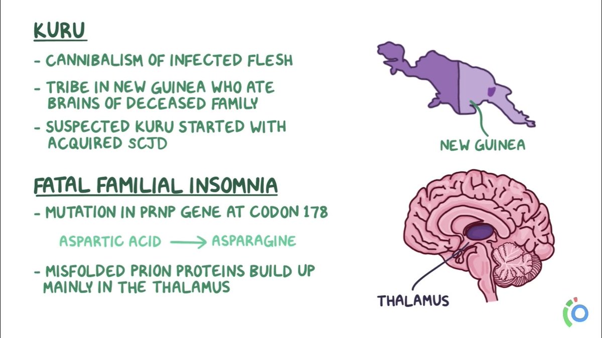 desperandumvox's tweet image. Euhh.. Human, stop put in &apos;brain&apos; on your foodlist.
#Prion #PrPc #CreutzfeldtJacobDisease #Kuru #BovineSpongioformEnsephalopathy #BSE #MadCow #Zoonotic #Vet