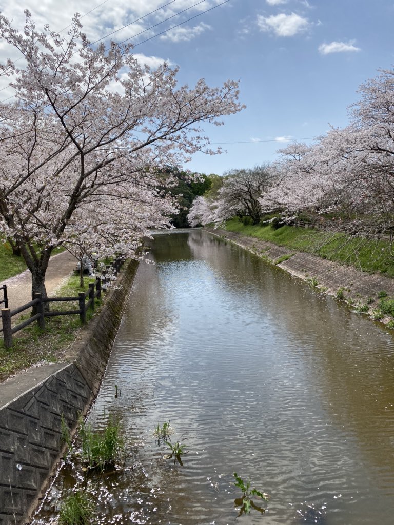Lito على تويتر 宇土にある 立岡自然公園に桜見に行ってきました 奥の駐車場まで全部満車だった W すごい桜の数で 水面に落ち流れてるのも風情がありよかったです 熊本桜 桜 立岡自然公園
