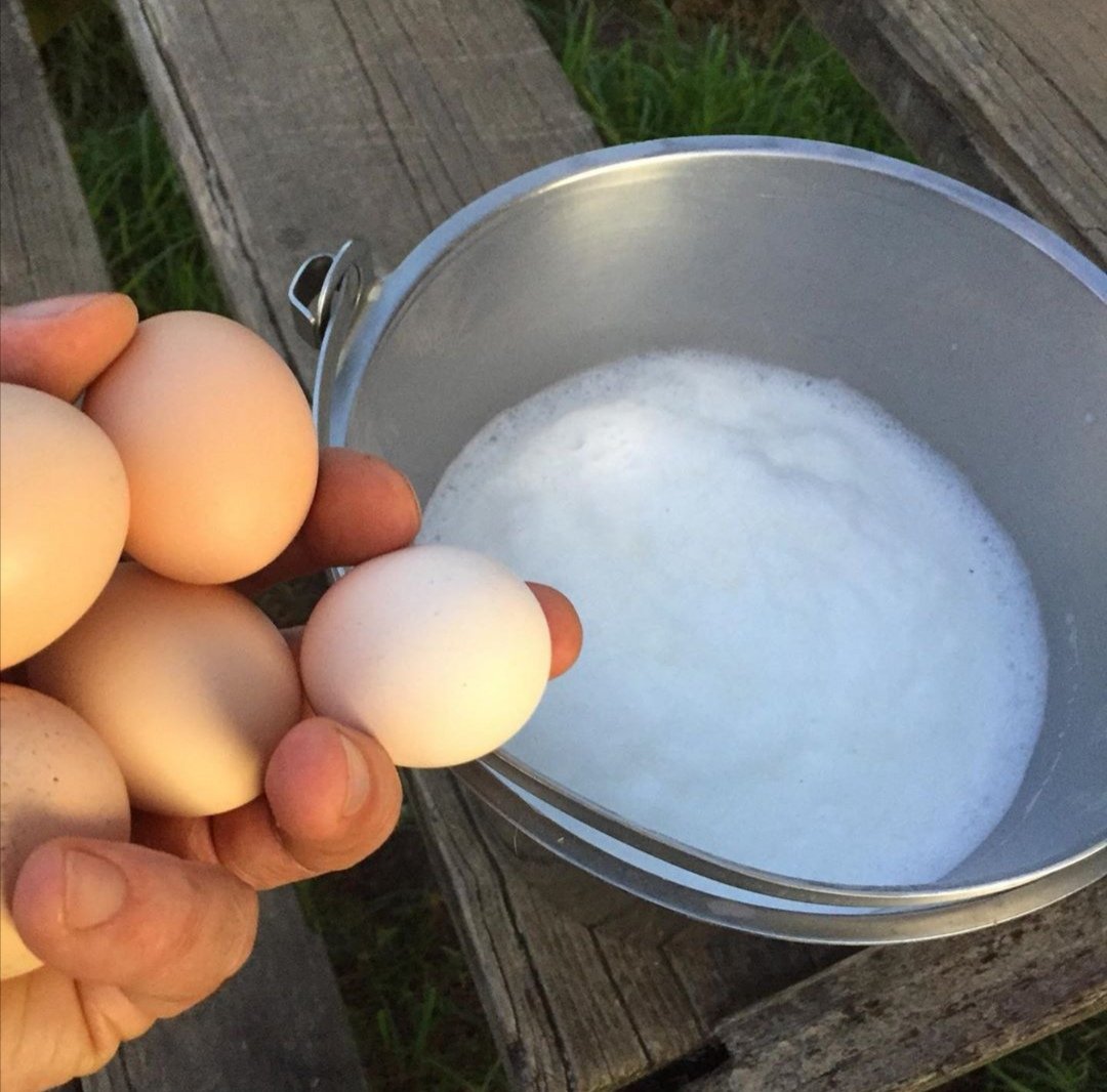 TsitsikammaT's tweet image. Morning routine at Fynboshoek Cheese Farm 😍
#beautifulexperiences #bucketliststuff #Tsitsikamma #GardenRoute #virtualtravelSA