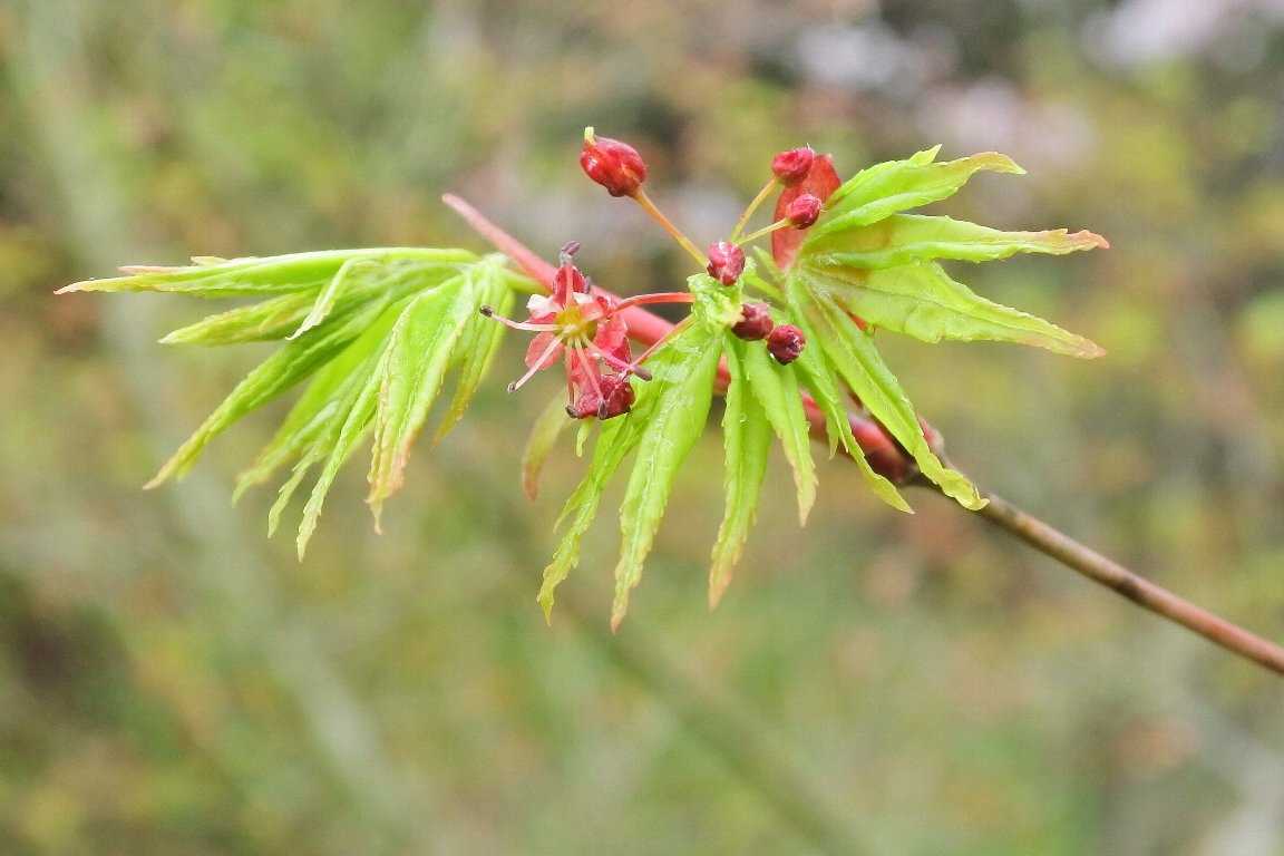 漱石枕流 イロハモミジ いろは紅葉 の花 By J5 イロハモミジ の新しい緑の若葉と赤い花です 雌雄同株で 雄花と両性花 があり 画像の花は両性花 ２枚目の画像にはもう竹トンボの羽根のような種子が出来ています 木に咲く花 赤い花 イロハモミジ