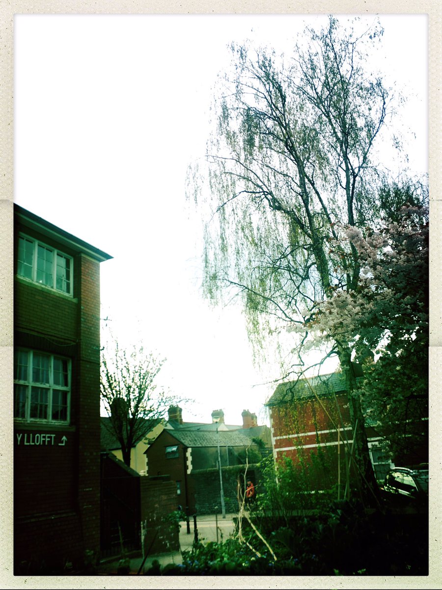 sargent65's tweet photo. @chaptertweets - it's still standing and I picked some rosemary from the garden this morning X https://t.co/aUPHpWSv4D