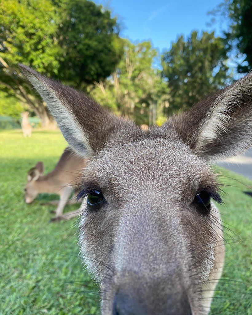 BindiIrwin's tweet photo. Kangaroo kisses to make your day brighter! 😘
Tag someone who needs this cuteness in their life right now. https://t.co/83VHpgoy39