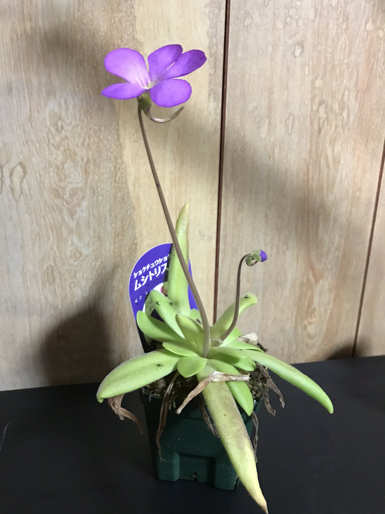 雪吊 まだ外が寒いので本格的に食虫植物を外に出すのはまだなのですが ムシトリスミレ アフロディーテ が綺麗な花を咲かせたので撮影 T Co Yw6irgbzy4 Twitter