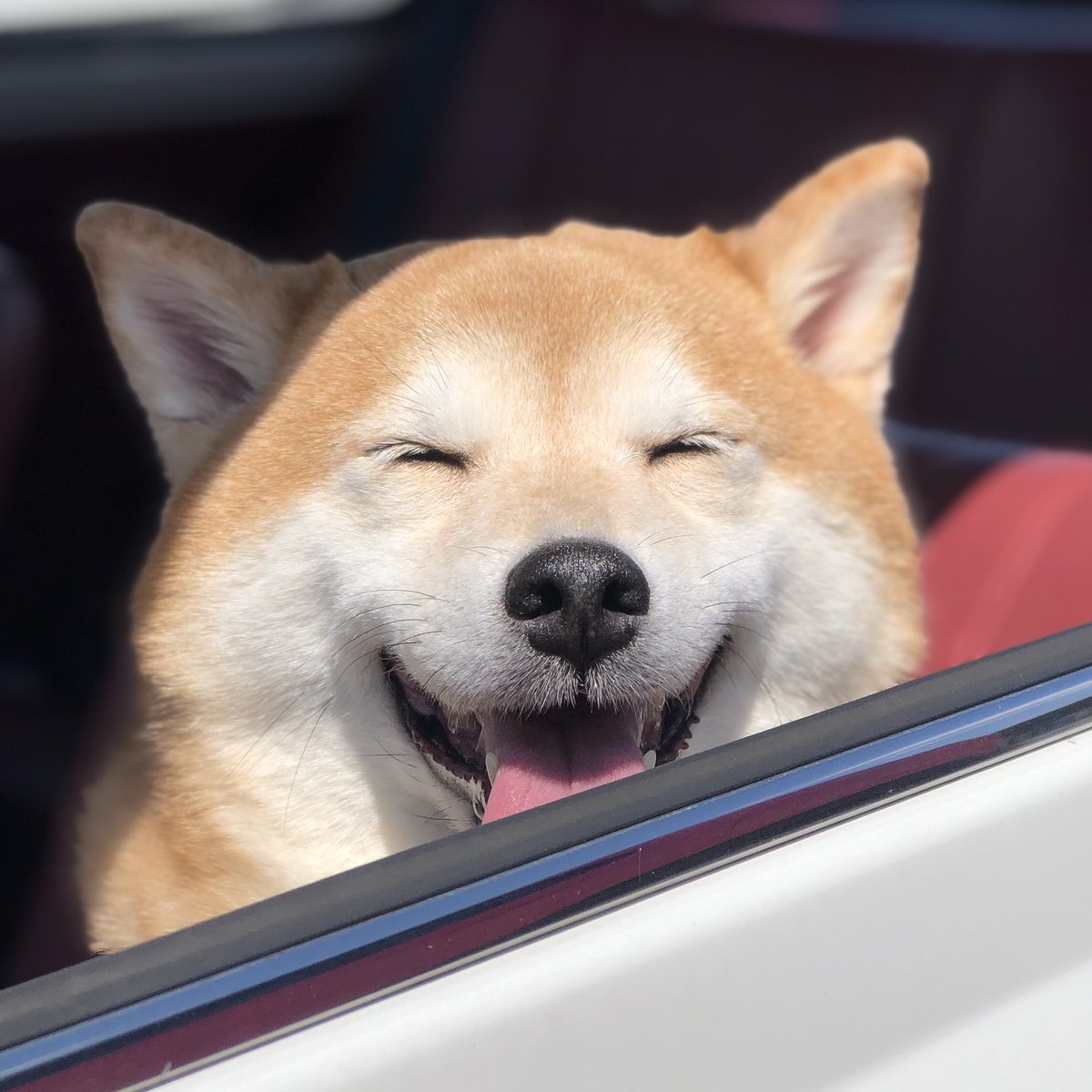 笑う柴犬 Twitter Search Twitter 笑う柴犬 Twitter Search Twitter