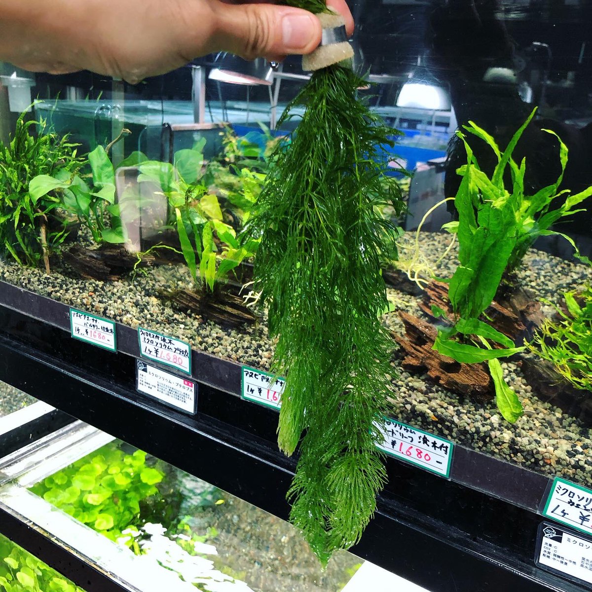 アクアテイク E アクアテイクイー 熱帯魚専門店 コロナウィルスの影響で 水草の輸入が不安定になっています 東南アジアから来るマツモも例外ではありません そこで しばらくの間 国産マツモに切り替えます 無農薬なので エビにも安心 当面はお