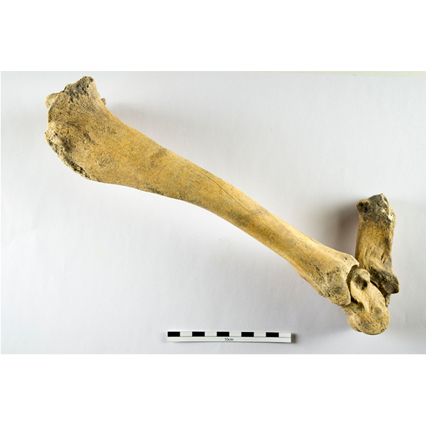 CUBALab's tweet photo. #StudentSpotlightSunday ft MSc student @andy_zooarch! Andy recently completed his MSc dissertation which utilised zooarchaeological methods to better understand animal husbandry regimes, butchery practices & feasting at 2 Late Bronze/Early Iron Age middens in Wiltshire.#CUarch100 https://t.co/t3cF6XR5W3