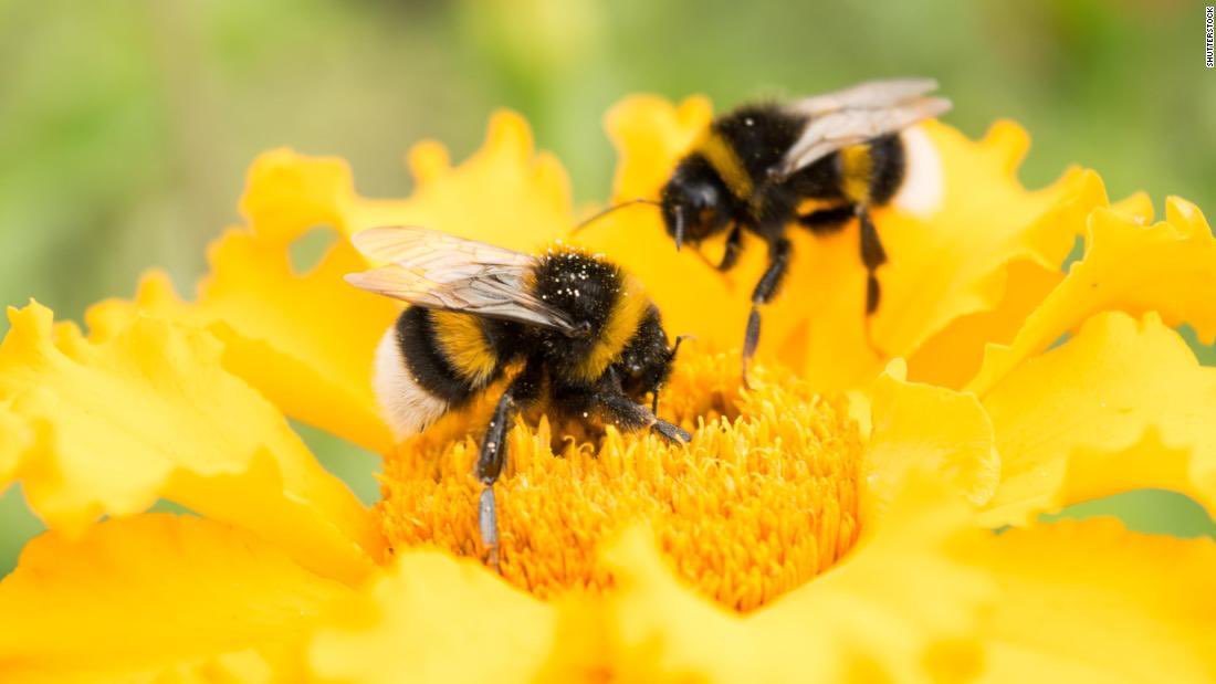 rachelsteil's tweet photo. 🐝bah! https://t.co/qWqtLY8ryP